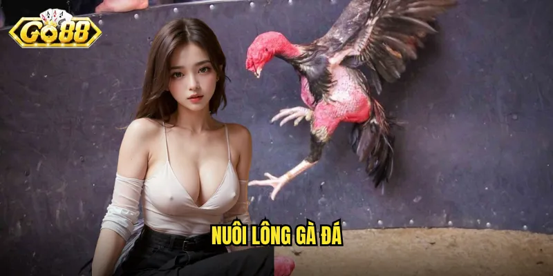Nuôi Lông Gà Đá Go88 - Bí Mật Tạo Nên Chiến Binh Hoàn Hảo 10 nuôi lông gà đá