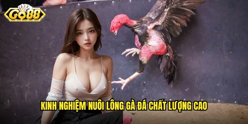 Kinh nghiệm nuôi lông gà đá chất lượng cao